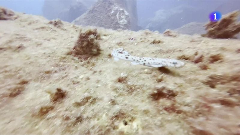 34 taurons gat tornen a nedar a la costa de Barcelona