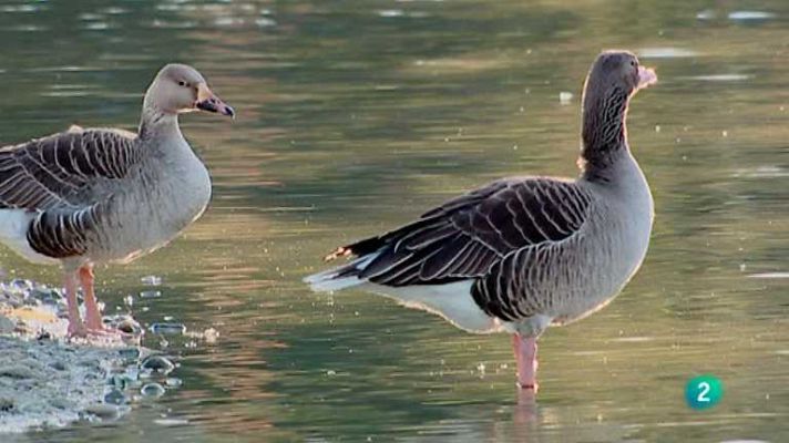 Biodiario - Biodiario - 20/01/13