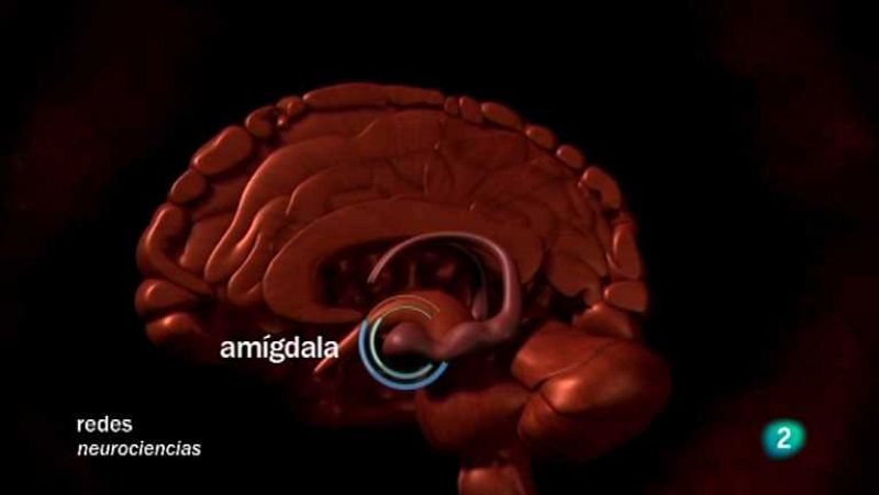 Redes - Nuestra visión inconsciente - ver ahora