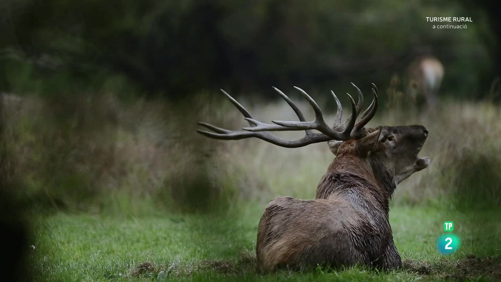 La princesa del bosc - Grans documentals - Som Documentals | Veure documental