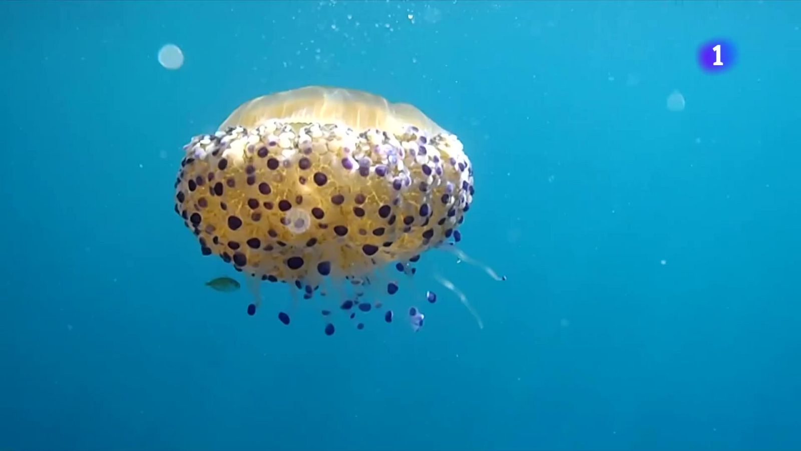 Setembre amb meduses: la calor del mar allarga la seva estada