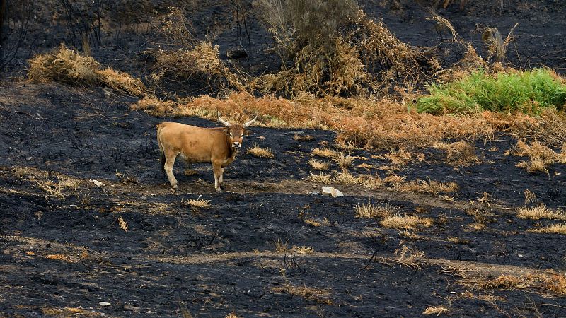 Los incendios reavivan el debate de la despoblación y la gestión forestal