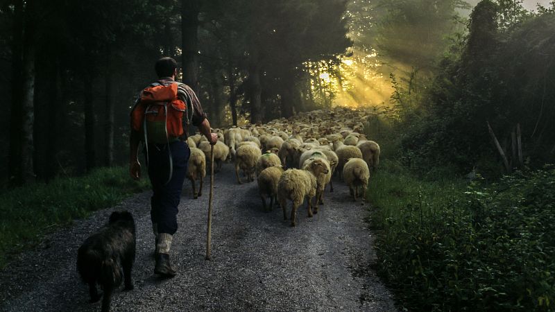 El pastoreo, esencial para reducir los fuegos