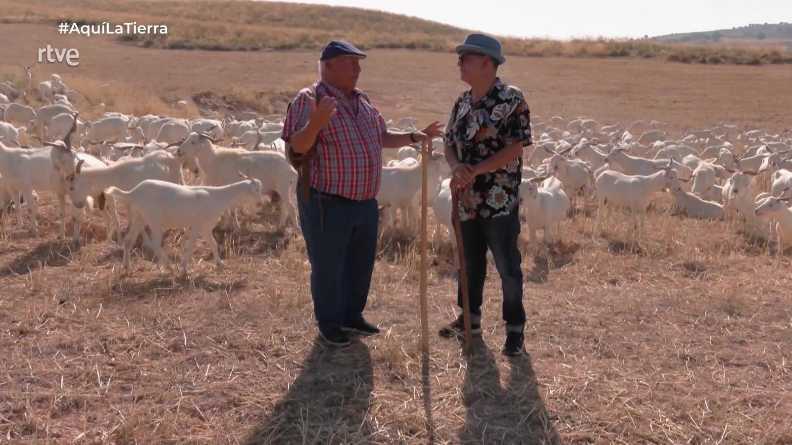 Las cabras blancas: desbrozadoras y defensoras de la naturaleza - Aquí la Tierra | Ver