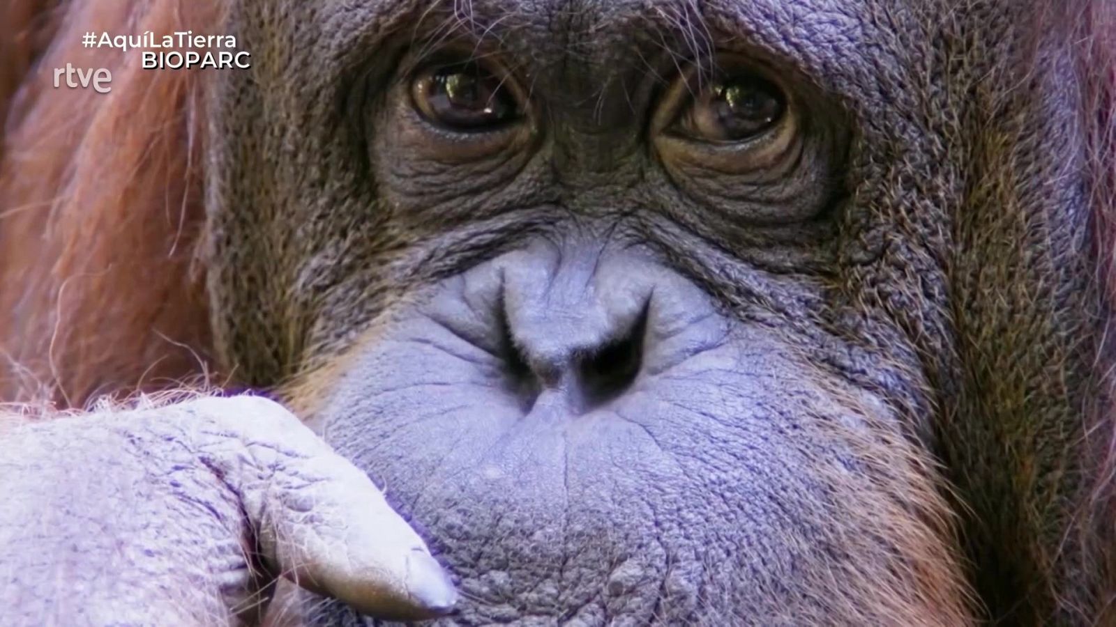 Nuestros primos los primates - Aquí la Tierra | Ver