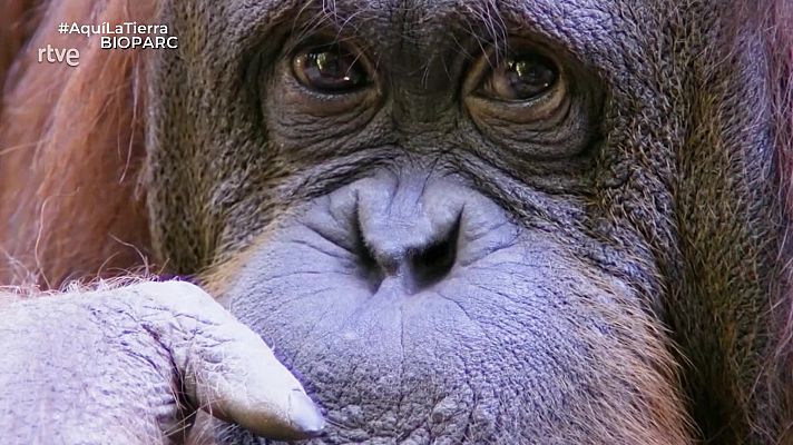 Aquí la Tierra - Nuestros primos los primates