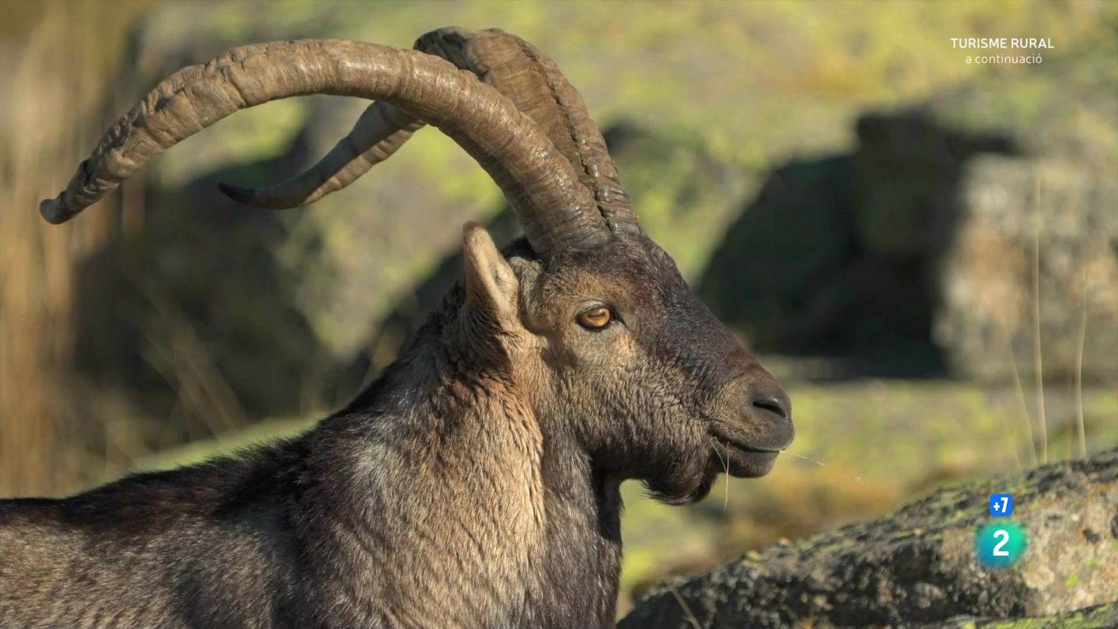 Icones salvatges d'Ibèria - Grans documentals - Som Documentals | Veure documental