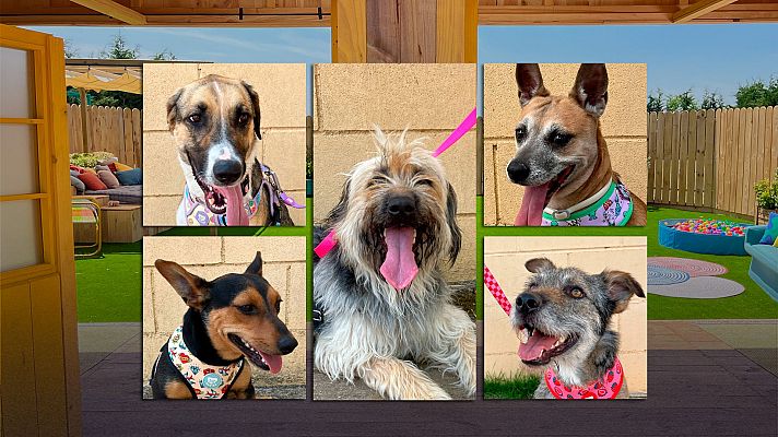 Dog House - Programa 8