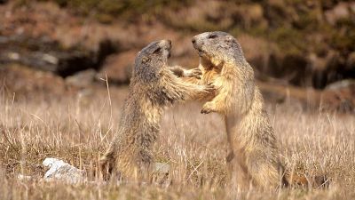 El clan de las marmotas