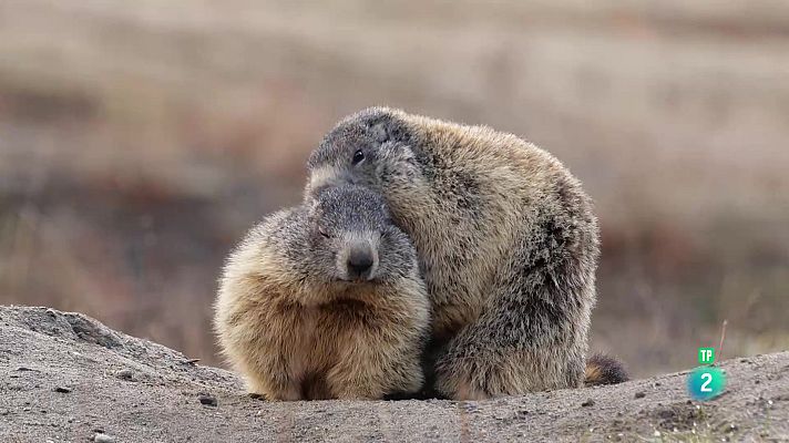 Som Documentals - El clan de las marmotes