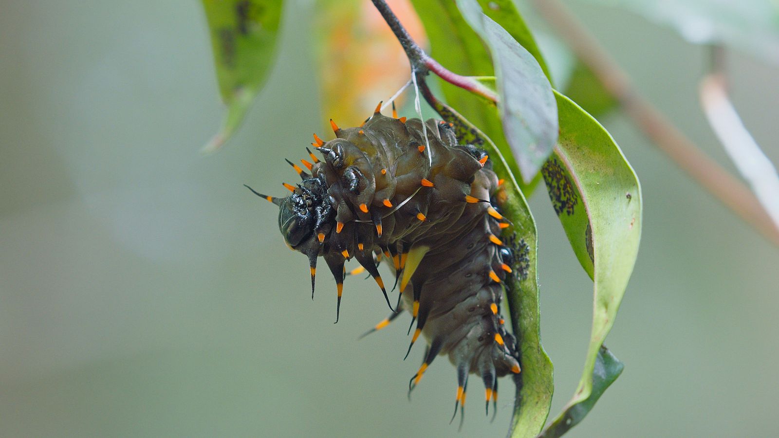 Somos documentales - Australia: La tierra de las criaturas ancestrales - Somos Documentales | Ver documental