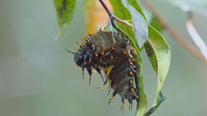 Somos Documentales - Australia: La tierra de las criaturas ancestrales