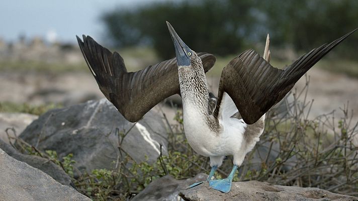 Somos Documentales - Bestias del sexo: la necesidad de procrear
