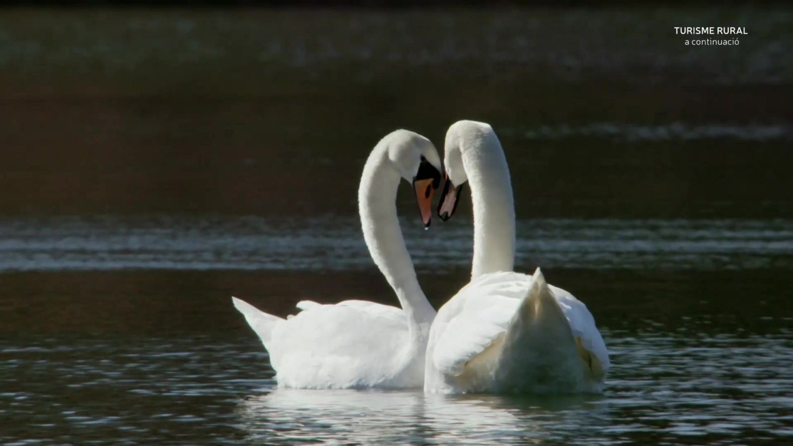 Bèsties sexuals: La necessitat de reproduir-se - Grans documentals - Som Documentals | Veure documental