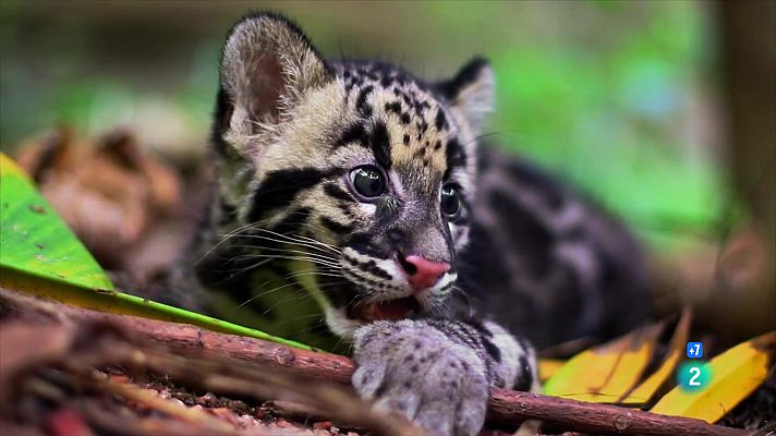 Som Documentals - Els felins salvatges de Tailàndia