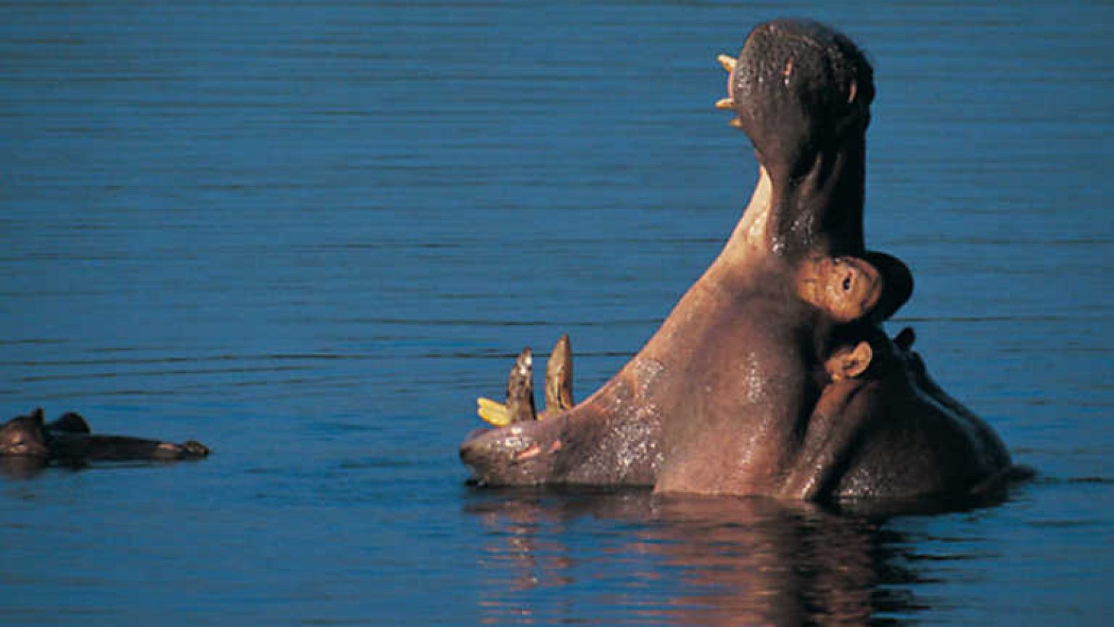 Grandes documentales - La supremacía del hipopótamo - ver ahora
