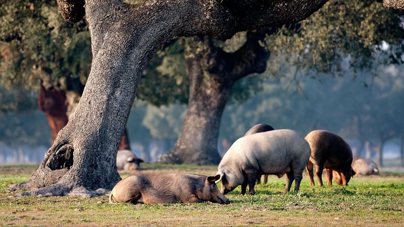 China impondrá aranceles de hasta el 62% a la carne de cerdo europea