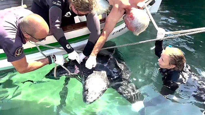 Aquí la Tierra - El rescate de la tortuga laúd