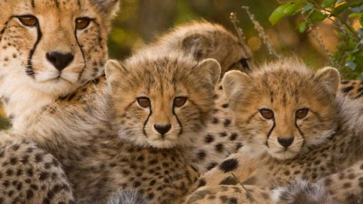 Grandes documentales - Guepardos: Hermandad de sangre