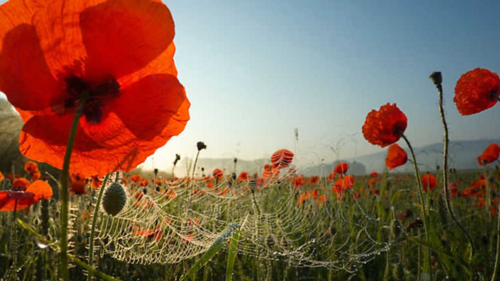 Docufilia - Historia de la vida: Las plantas, los gobernantes silenciosos de la Tierra - ver ahora