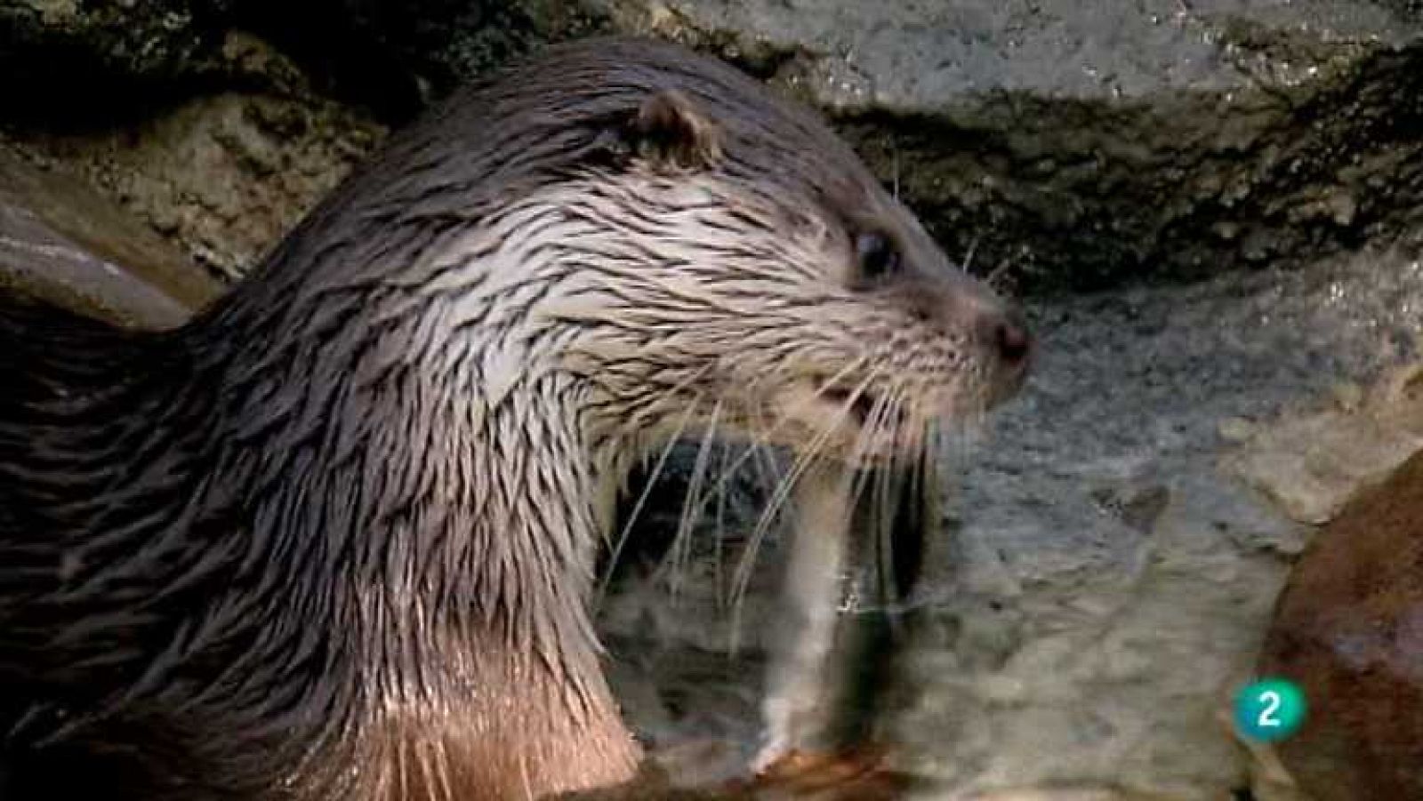 Biodiario - 21/01/13 - Ver ahora