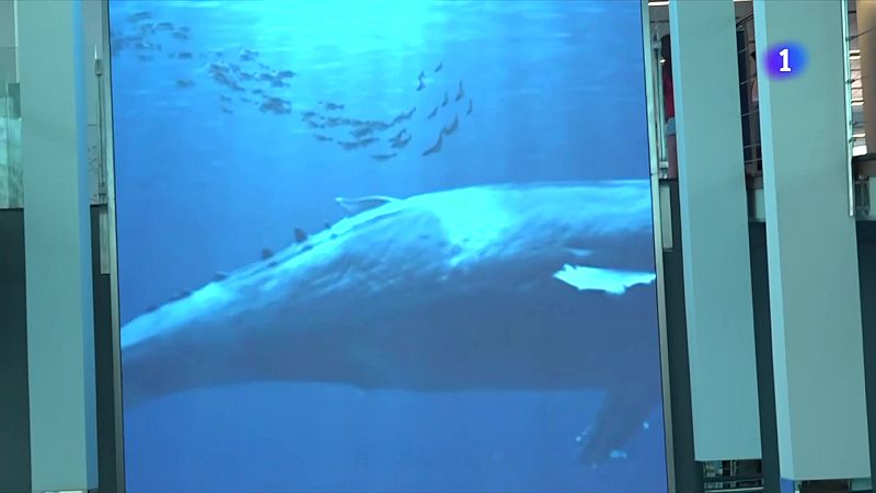 30 anys d'aquàrium a Barcelona