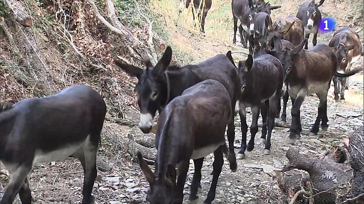 L'Informatiu - Campanya per salvar de l'extinció el ruc català