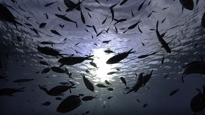 La vida en las alturas. El dosel arbóreo