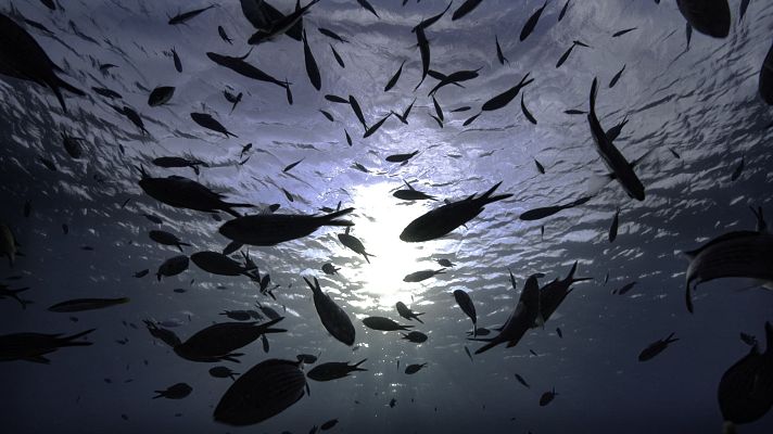 Somos Documentales - La vida en las alturas. El dosel arbóreo