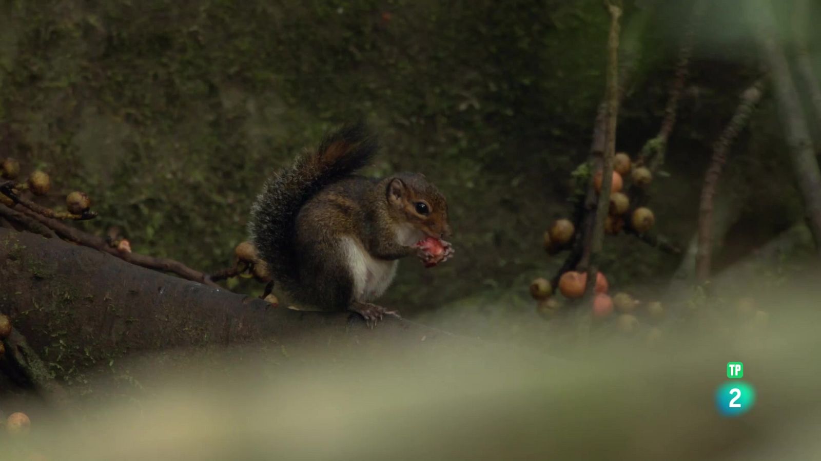 La vida en les altures. El dosser arbori - Grans documentals - Som Documentals | Veure documental