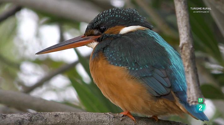 Som Documentals - Novençans: els meus primers dies de vida