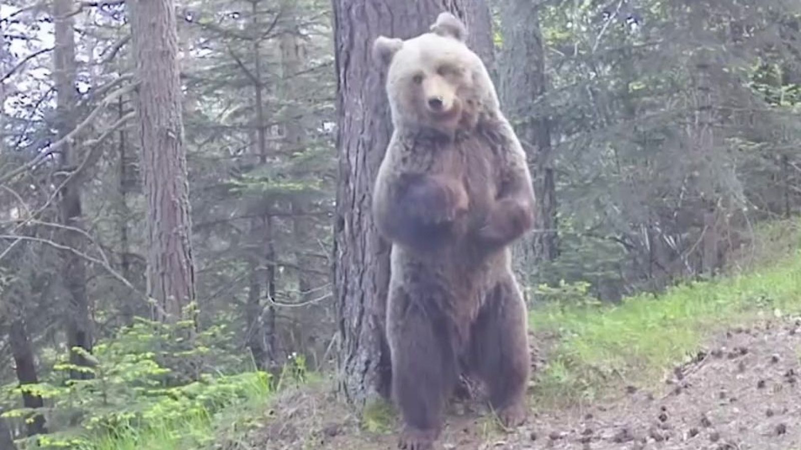 Cinco años para grabar a un oso - Mañaneros 360 | Ver