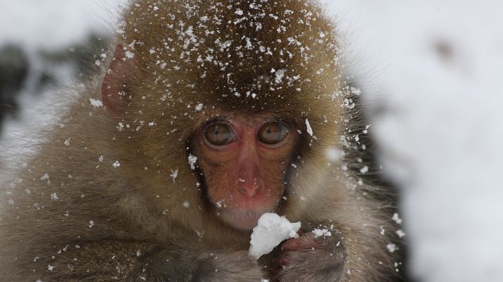 Somos Documentales - Animales adorables