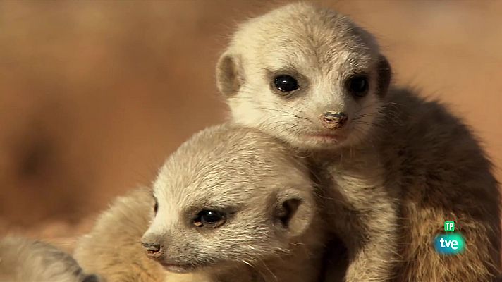 Som Documentals - Animals adorables