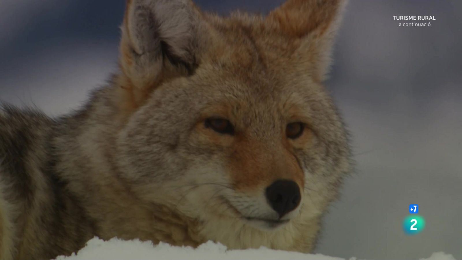 El coiot. L'actor secundari de Yellowstone - Grans documentals - Som Documentals | Veure documental