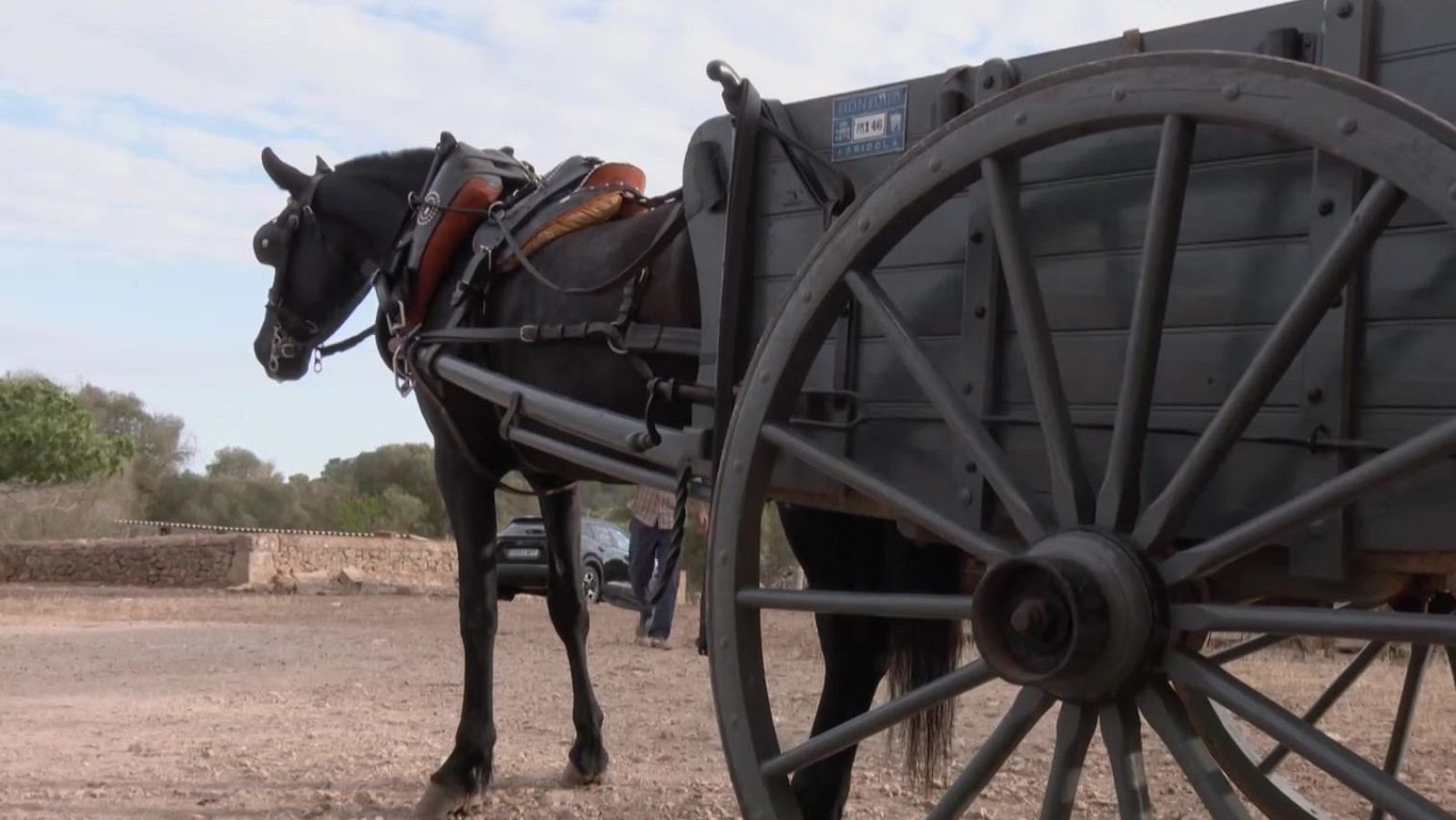 El caballo de una calesa se desploma exhausto - Mañaneros 360 | Ver