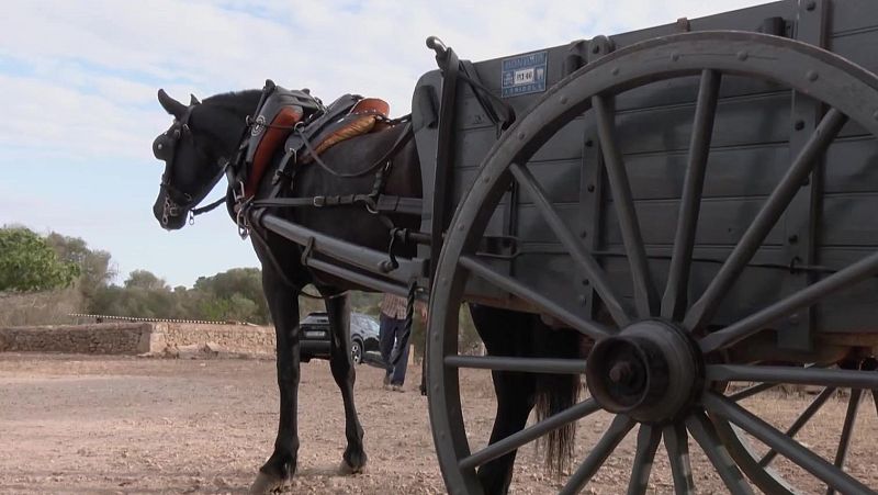 El caballo de una calesa se desploma exhausto