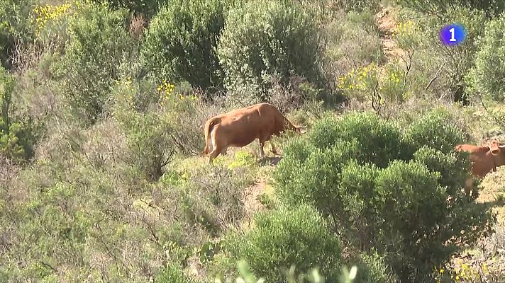 L'Informatiu - Nous ajuts per als municipis sense pla de prevenció d'incendis