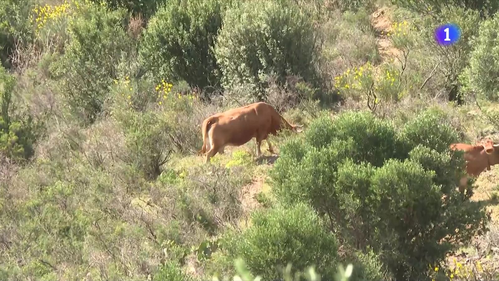 Nous ajuts per als municipis sense pla de prevenció d'incendis