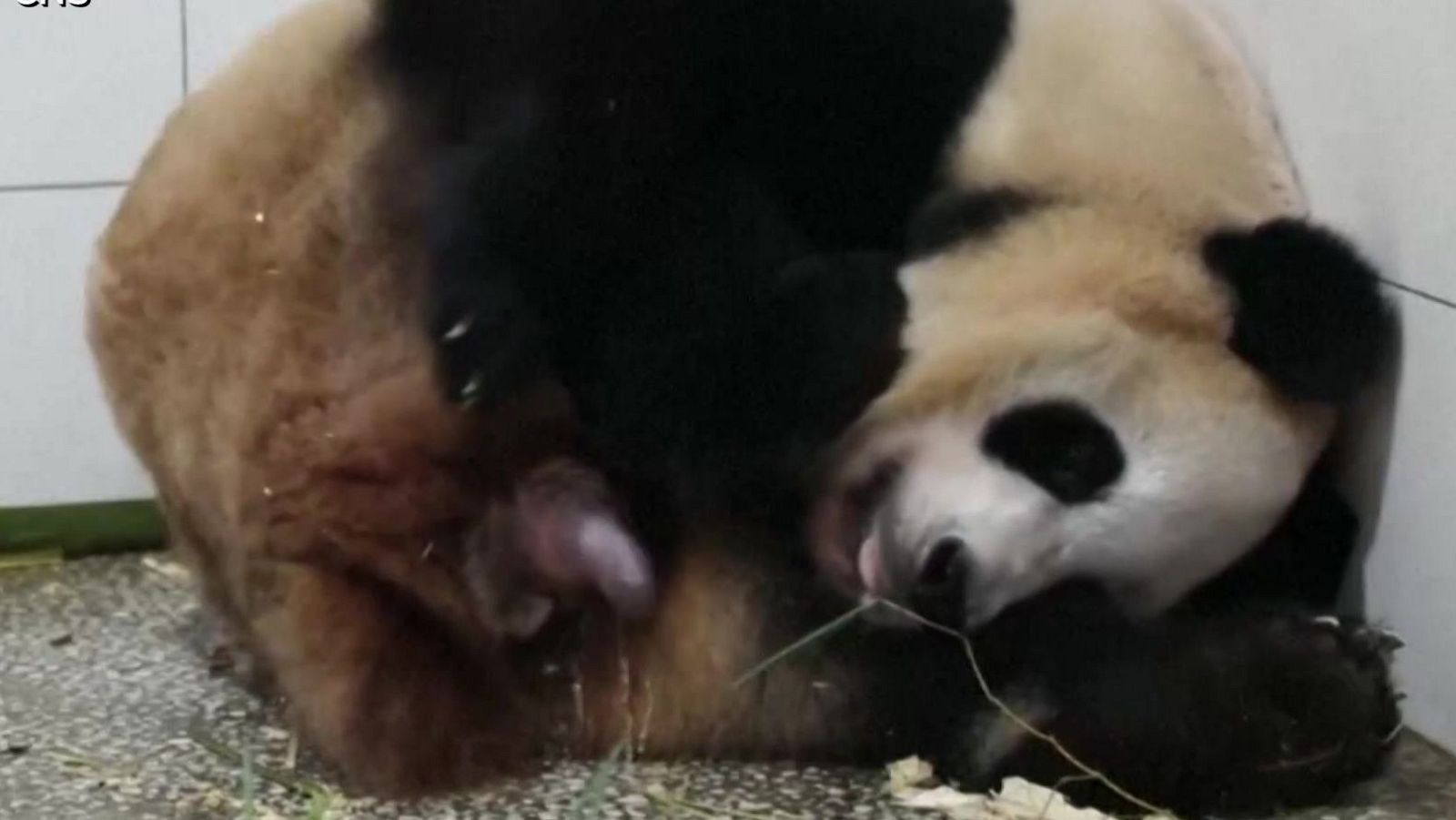 El parto de una panda - Aquí la Tierra | Ver