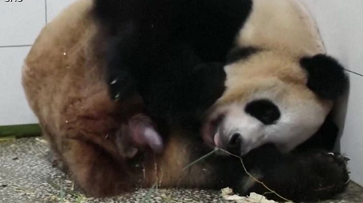 Aquí la Tierra - El parto de una panda