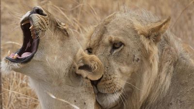 Somos documentales - Amor salvaje - Somos Documentales | Ver documental
