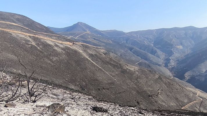 Telediario Fin de Semana - Bancos de semillas para reforestar bosques quemados