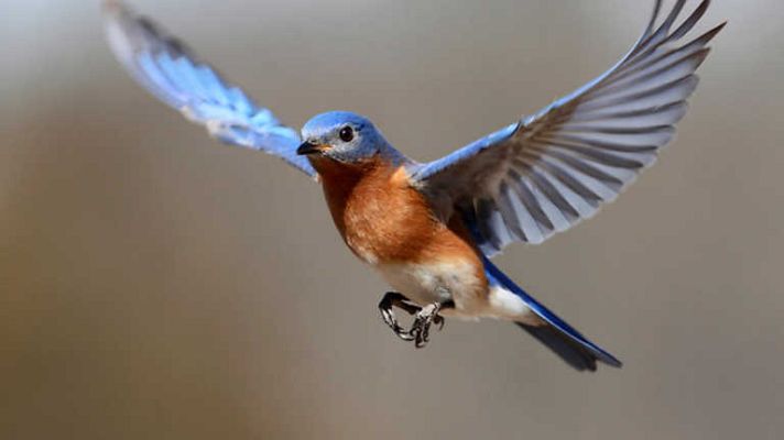 Documenta2 - Historia de la vida: La evolución de las plumas