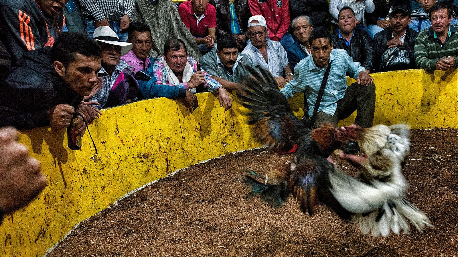 Colombia prohíbe las peleas de gallos y las 'galleras' responden - Telediario Fin de Semana | Ver