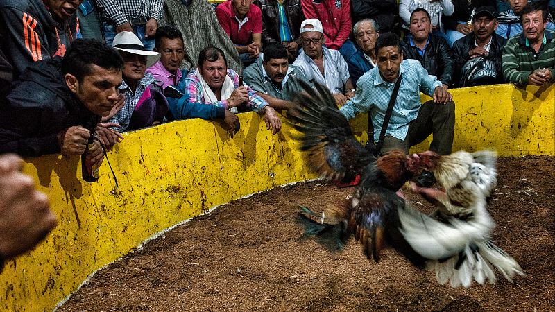Colombia prohíbe las peleas de gallos y las asociaciones de las conocidas como 'galleras' responden