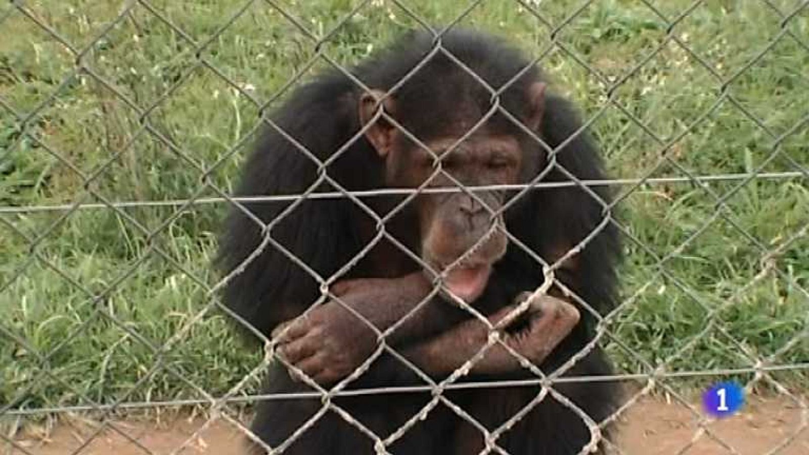 Repor - Este artista es una fiera - Ver ahora