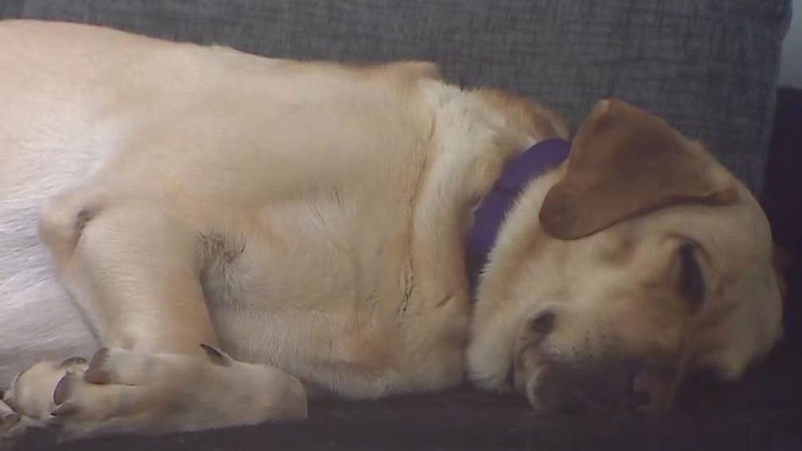 Su perra le salva la vida cada día - Mañaneros 360 | Ver