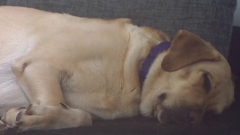 Su perra le salva la vida cada día - Mañaneros 360 | Ver