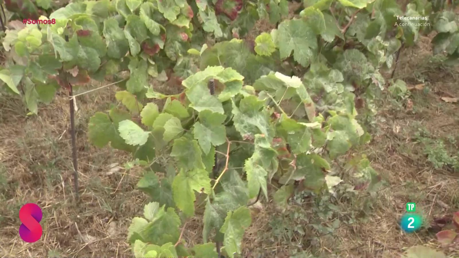 Somos 8 - 16/09/2025 - Somos 8 | Ver